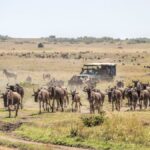 Mara-wildebeest