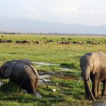 Amboseli-national-park