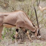 Samburu-beisas-oryx