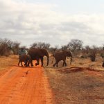 Tsavo-East-elephants