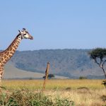 giraffe-Mara-Plains