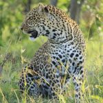leopard-Mara