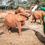 elephant-orphanage