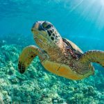 watamu-sea-turtle