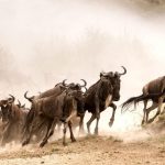wildebeest-migration-Mara