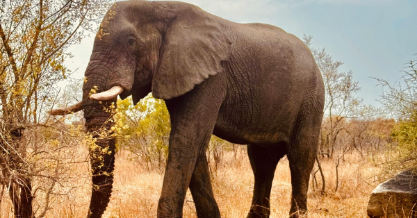 Big Five Safari in Kenya