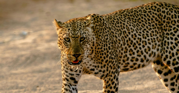 Big Five Safari in Kenya
