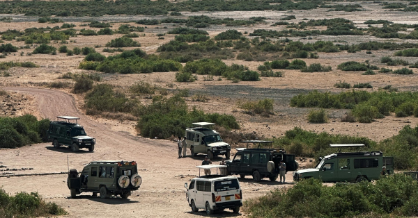 Budget-friendly wildlife safaris