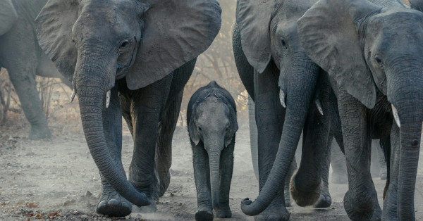 Kenya Family Safari Tours