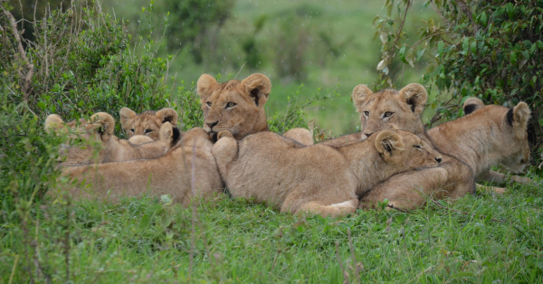 Luxury Safari Lodges in Maasai Mara