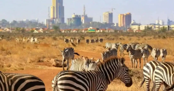 Nairobi National Park Safari