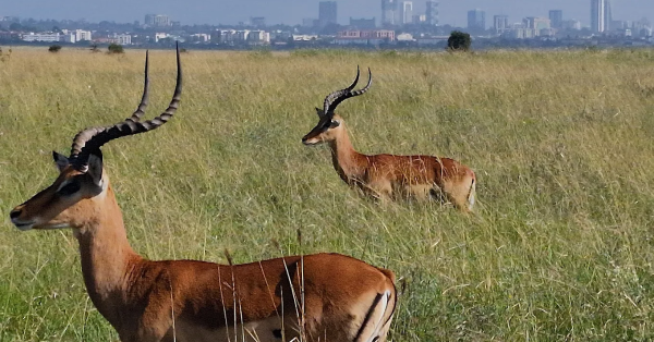 Nairobi National Park Safari