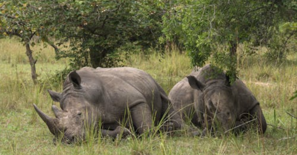 10-Day Kenya Safari Itinerary