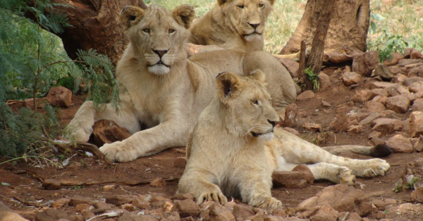 10-Day Kenya Safari Itinerary