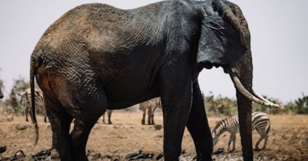 10-Day Kenya Safari Itinerary