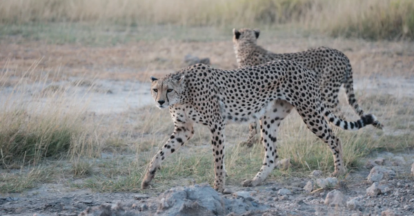 Amboseli National Park Safari