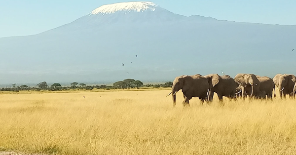 Amboseli National Park Safari