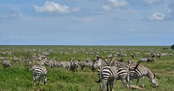 Conservancy vs National Park