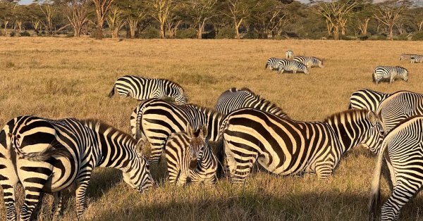Essential Kenya Safari Tips