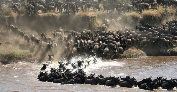 Great Migration Safaris in Masai Mara