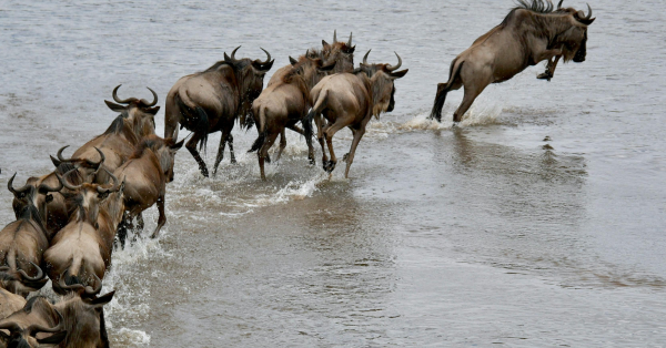 Great Migration Safaris in Masai Mara