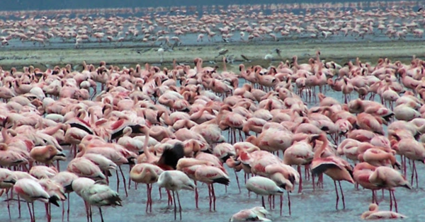 Lake Nakuru Safari
