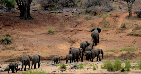 Safari Animals in Kenya