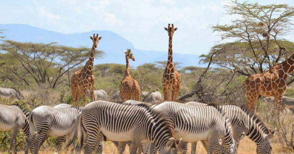 Safari Tours Samburu