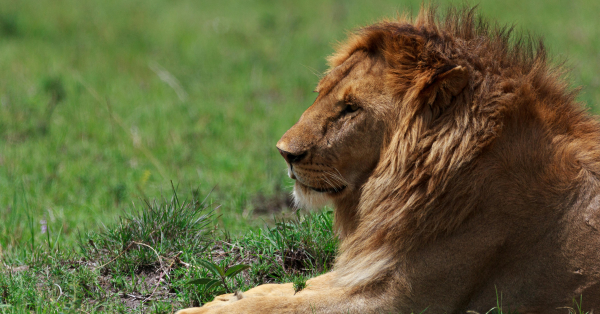 Where to See the Big Five in Kenya