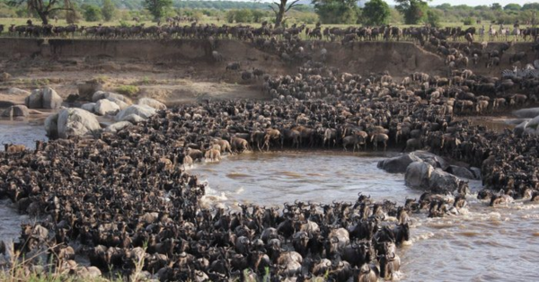 Wildebeest Migration Safari in Masai Mara