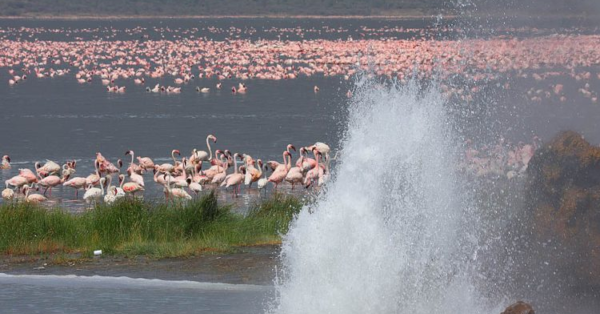 Birdwatching Hotspots in Kenya