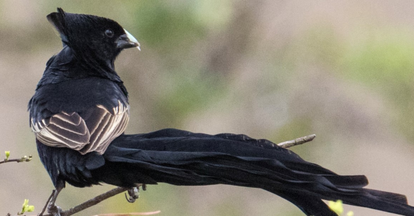 Birdwatching Hotspots in Kenya
