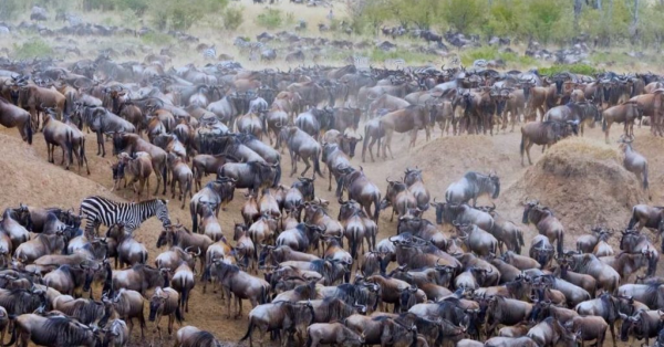 Great Wildebeest Migration