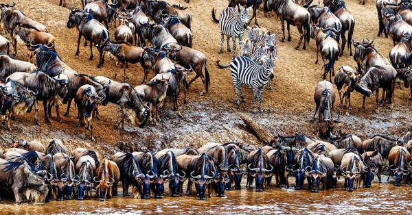 Great Wildebeest Migration