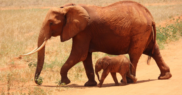 Kenya Student Safari Packages