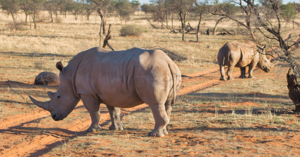 Kenya Student Safari Packages