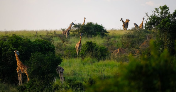 Kenya vs Tanzania Safari