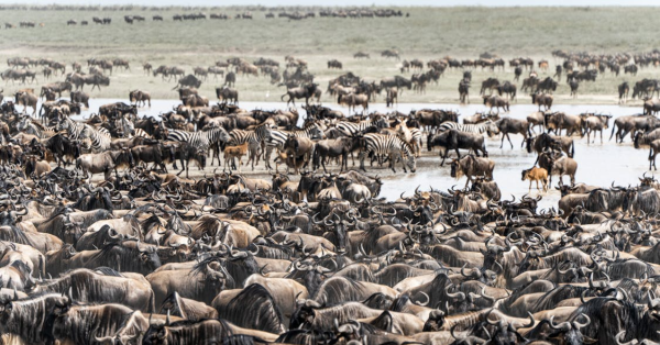 Maasai Mara Safari Packages
