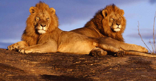 Tsavo East vs Tsavo West