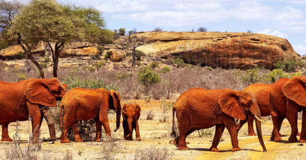 Tsavo East vs Tsavo West