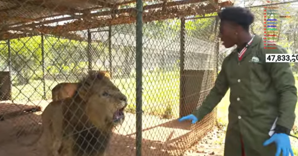 Kenya Safari Experiences