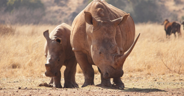 Best Safari Destinations in Kenya