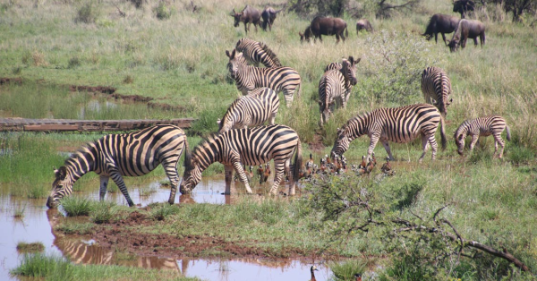 Amboseli Elephants