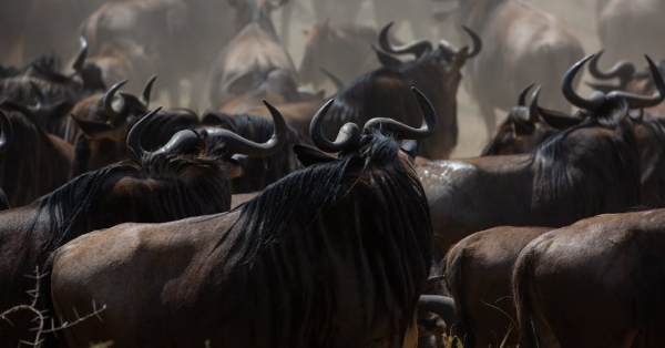 Wildebeest Migration in Masai Mara