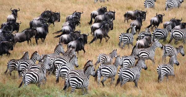 Great Wildebeest Migration in Kenya