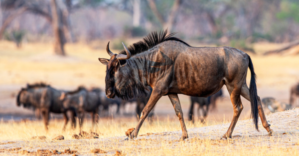 Great Wildebeest Migration in Kenya