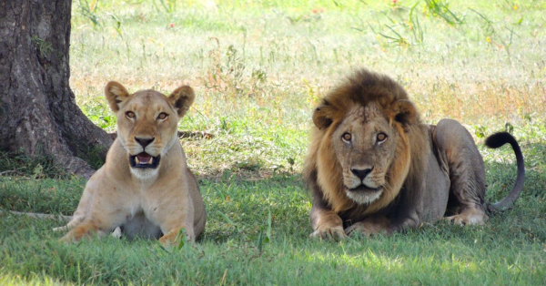 Kenya Safari Packages Guide
