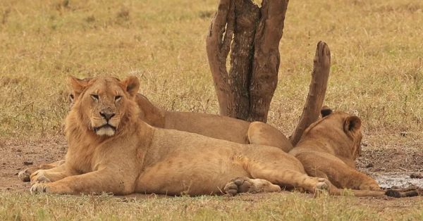Lake Nakuru National Park safari