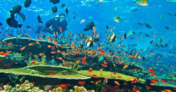 Top Snorkeling and Diving Excursions in Malindi