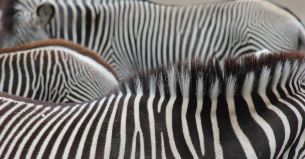 Best Kenya Safari Packages 2026